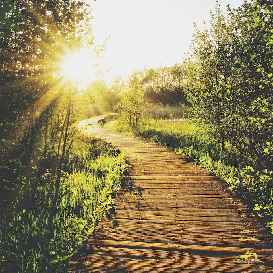 empty wooden pathway in between trees and grass during daytime