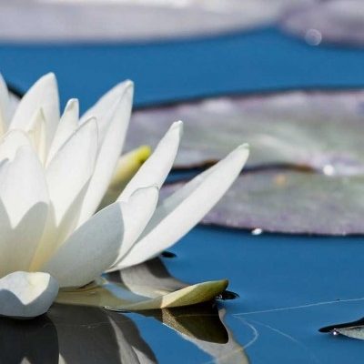 bigstock-White-Lotus-Flower-On-Mirror-B-192524860_1600x400_acf_cropped